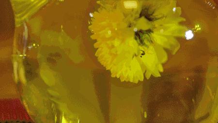 金丝菊茶的功效与功能降火吗,金丝皇菊配什么泡水喝去火又明目