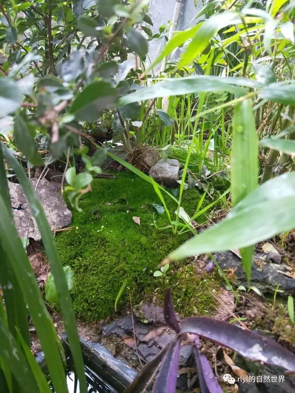 黄缘龟多大能够进环境造景,黄缘龟造景用陶粒还是火山石
