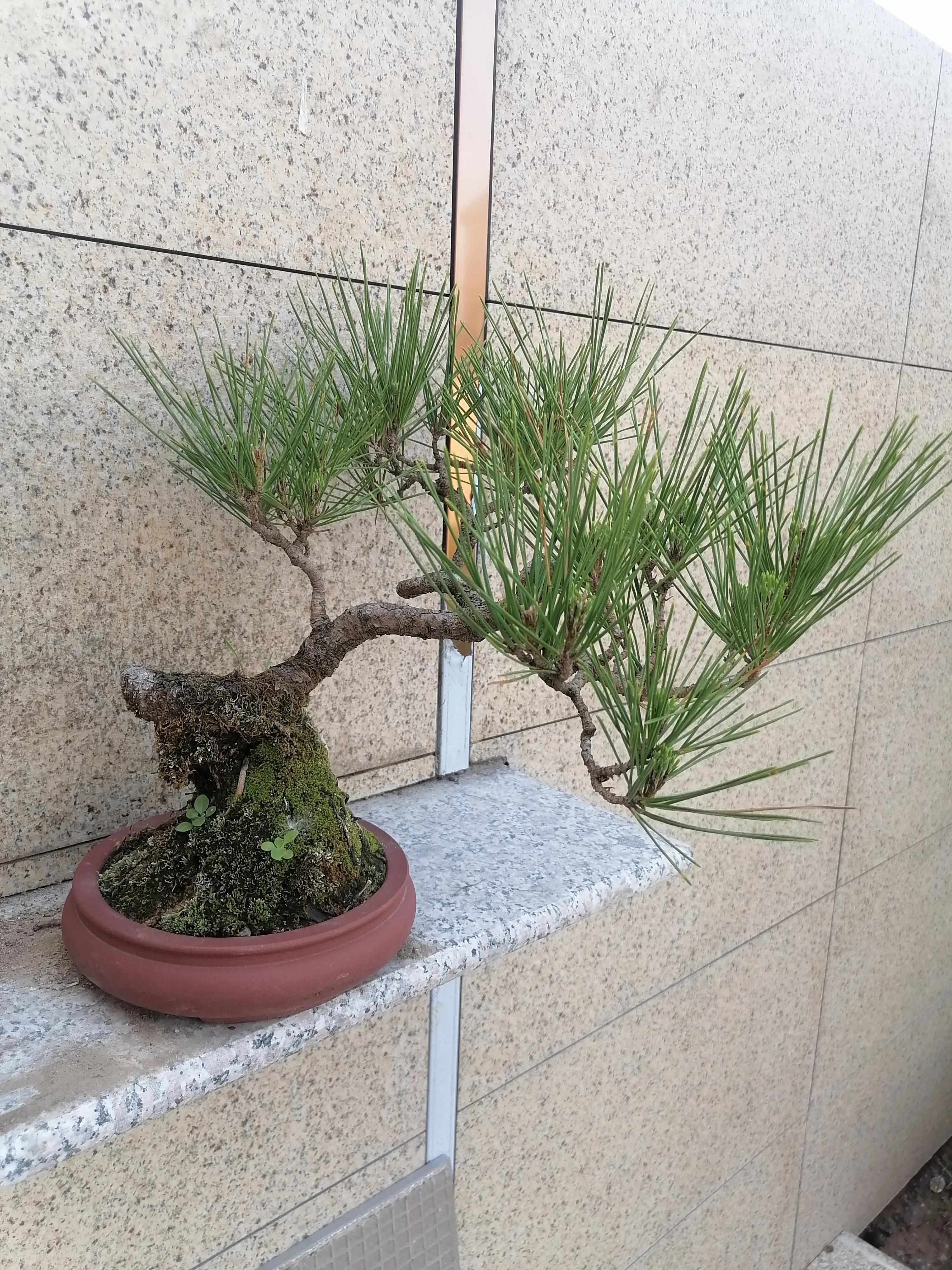 松树公园历险记,小松子历险记