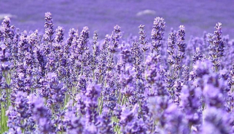 什么植物精油最好排行榜前十名 (植物精油怎么选)