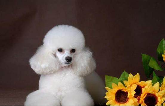 三个月大的贵宾犬怎样喂养最好,贵宾犬喂养幼犬的注意事项