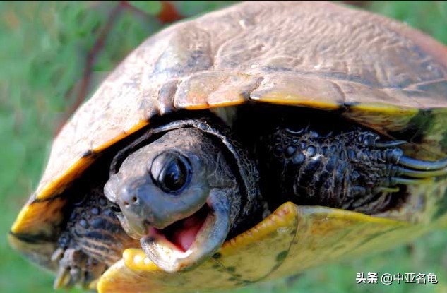 养龟推荐新手养法,养龟小知识学完后秒变养龟达人