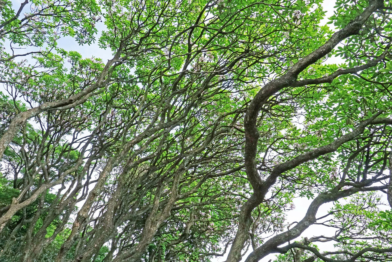 天台华顶山森林公园历史,李白来过天台吗