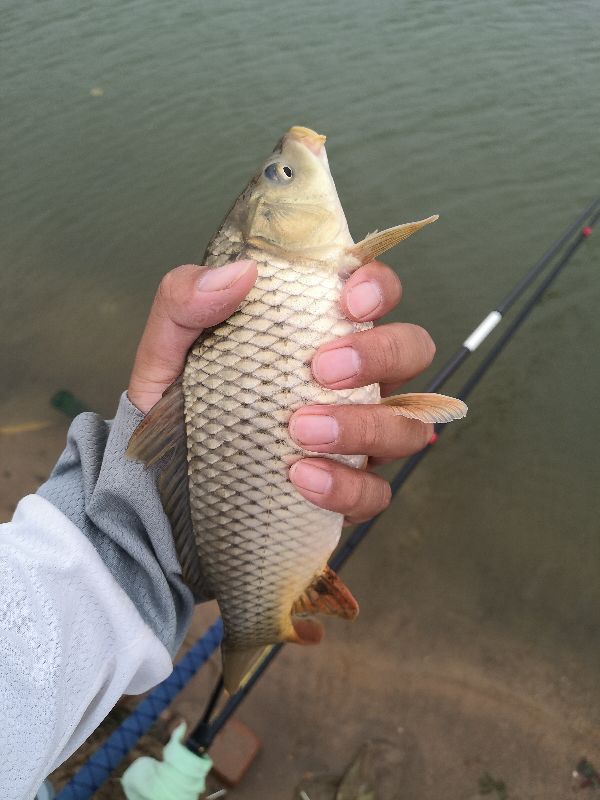 一味ex全能战比较,一味ex实测