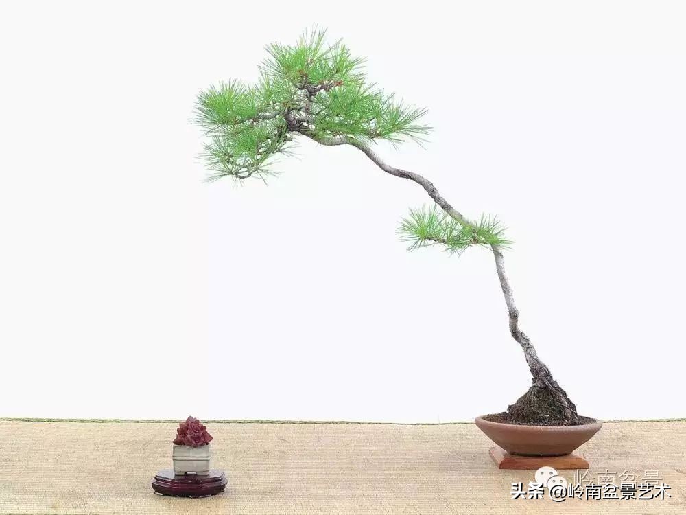 素仁格与文人树，你怎么看？