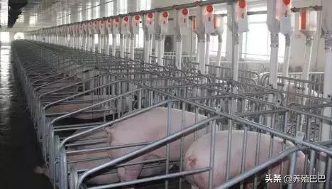 怀孕母畜禁用药及用药注意事项，养殖户可要牢记啊