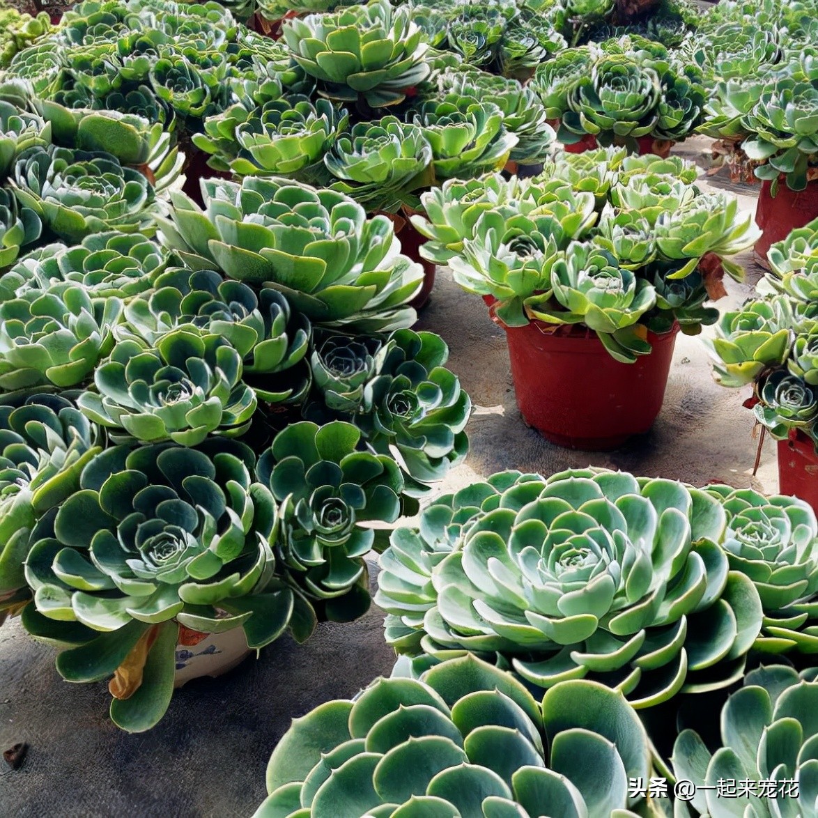 多肉玉蝶能够长多大,多肉玉蝶怕晒吗