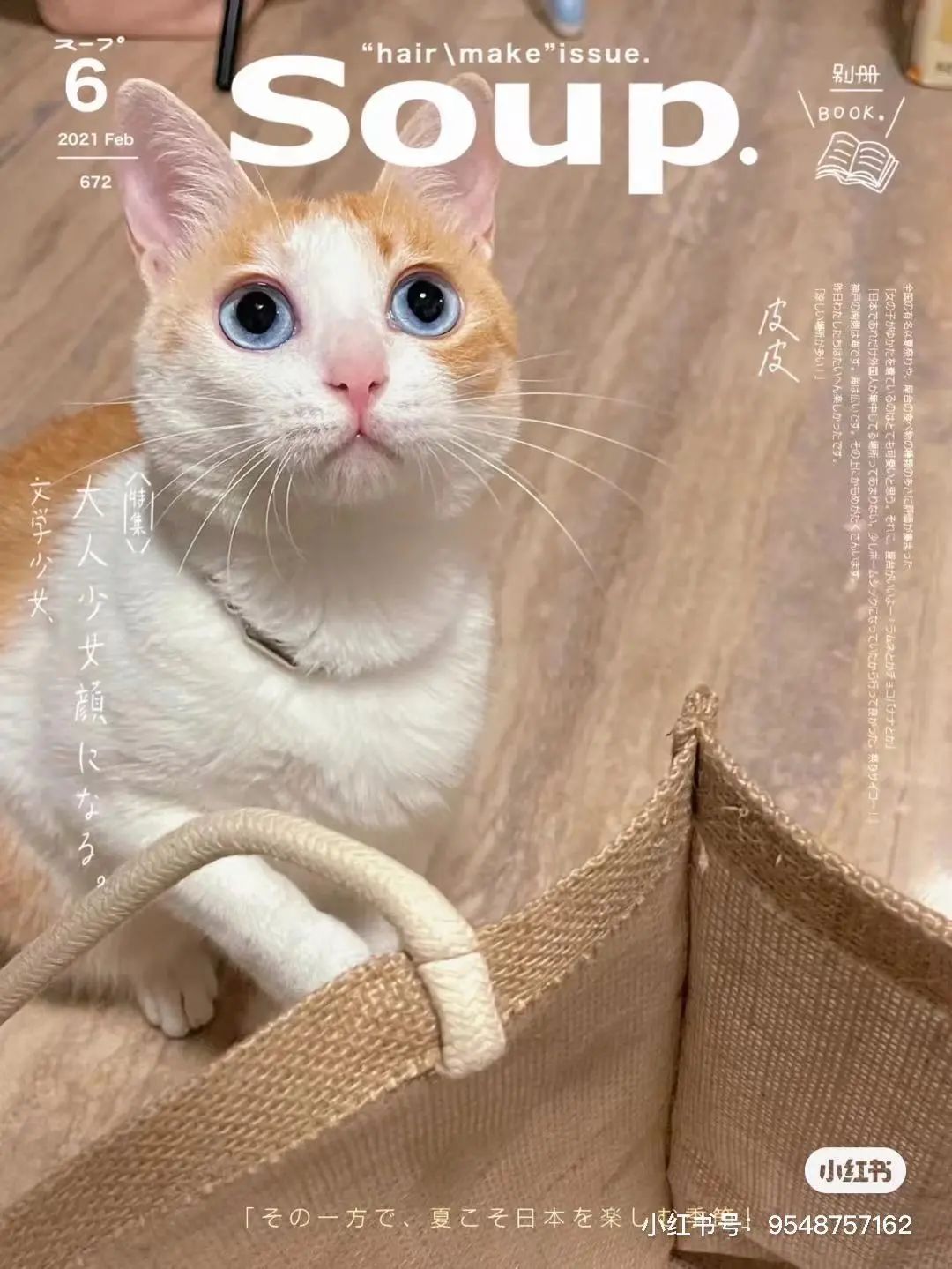 金发碧眼双眼皮！这猫我说一句“橘中最美”不过份吧？