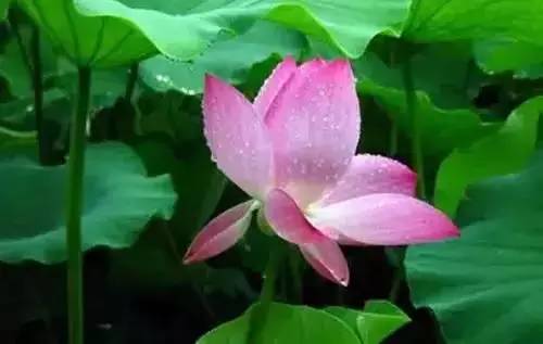 全国56个城市的市花,全国56个城市市花一览