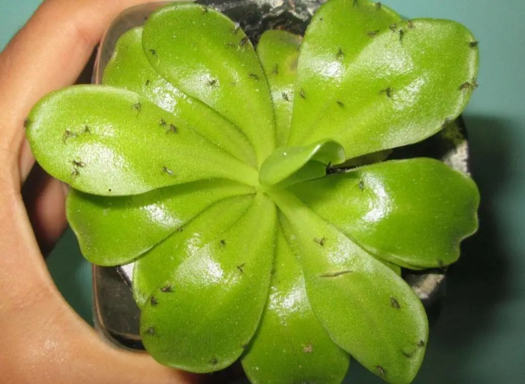 花草生虫自制杀虫水杀菌,自制植物杀虫妙招