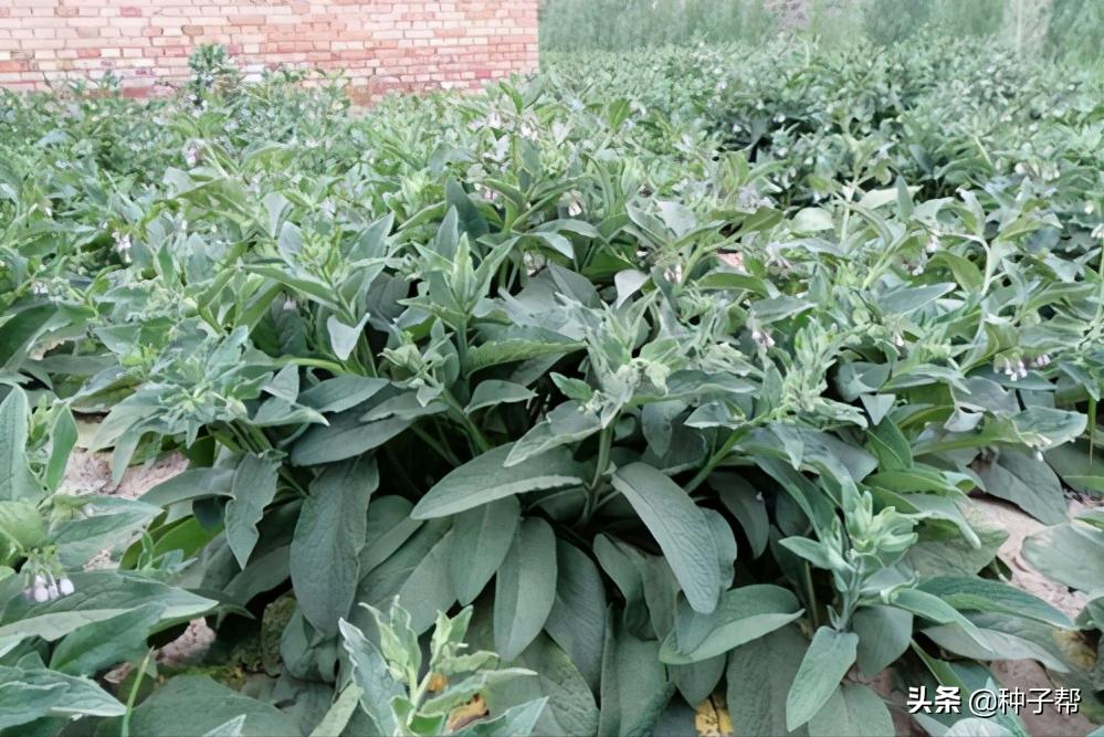 俄罗斯饲料菜一年能割几次,俄罗斯饲料菜种植技术