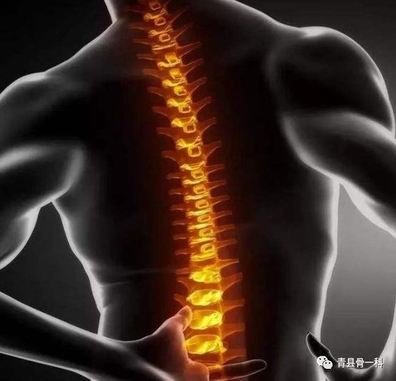 脊柱的原理及构成,脊柱的基础知识和构成