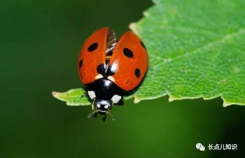 七星瓢虫有毒吗会咬人吗,七星瓢虫会吃虫子吗