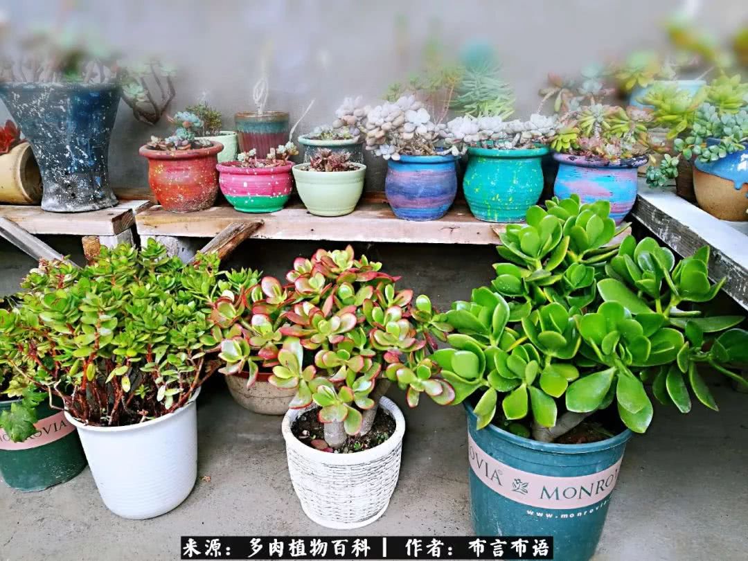 从多肉上感悟人生,多肉的真实生活感悟