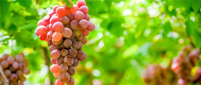 醋泡葡萄干是谣言吗,醋泡葡萄干的功效与功能能减肥吗