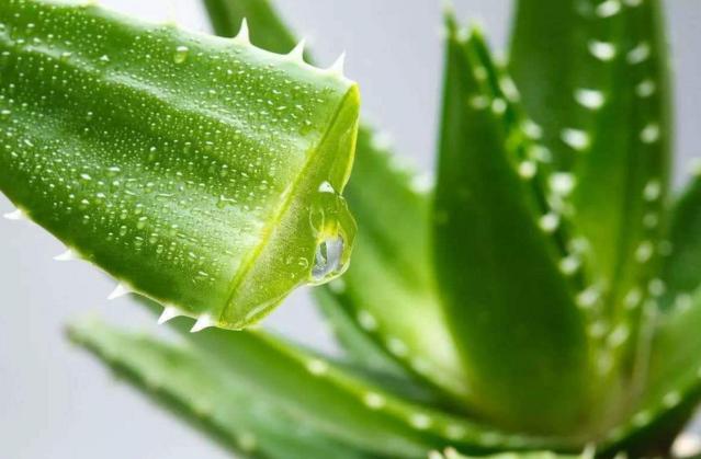 芦荟有什么用处对皮肤有好处吗,种植十五年的芦荟有什么用处