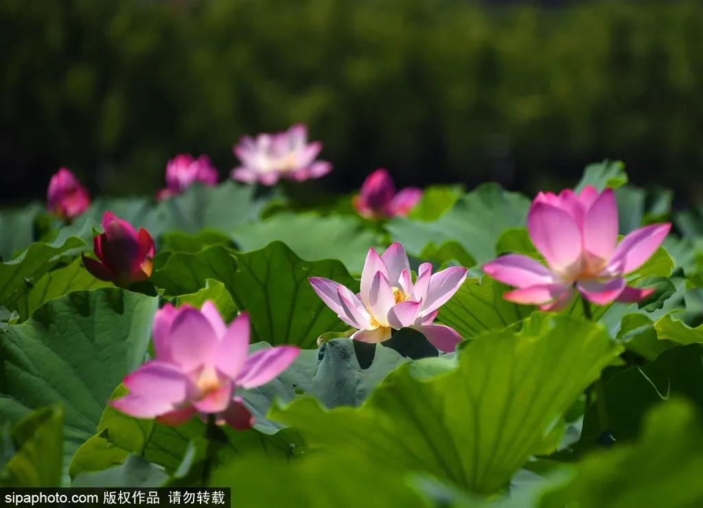 小暑福利活动,今日小暑暑热来袭如何觅得清凉