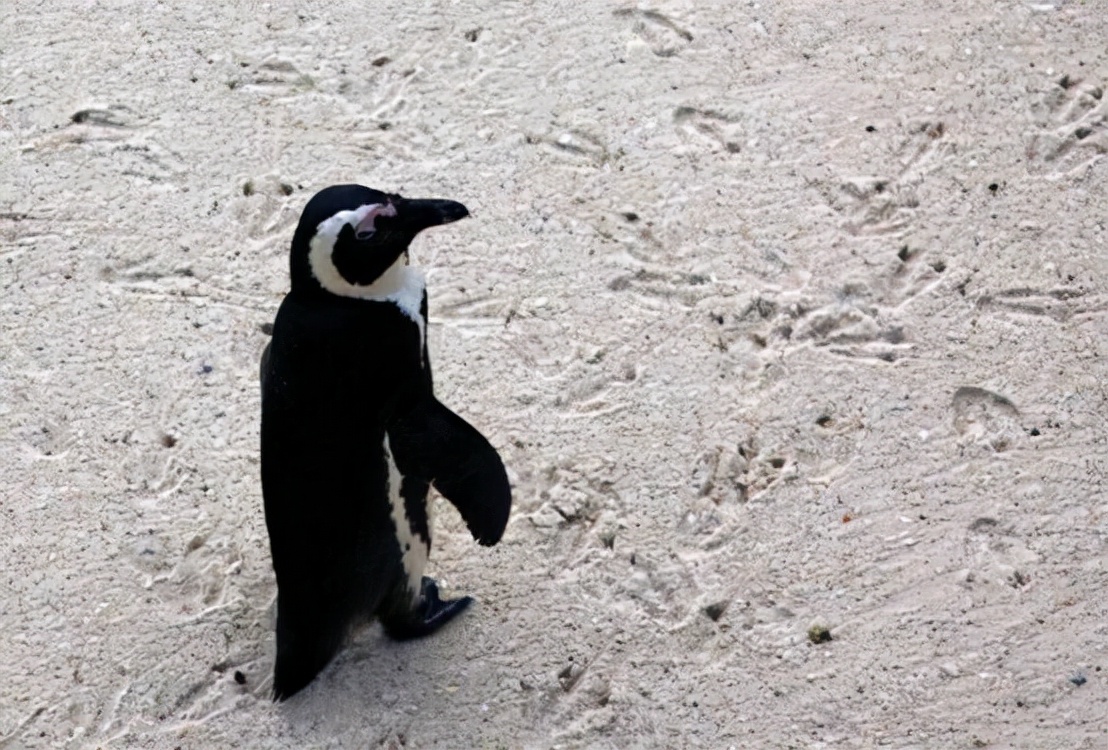 非洲也有企鹅？行家称非洲企鹅叫声像驴，将在14年后功能性灭绝