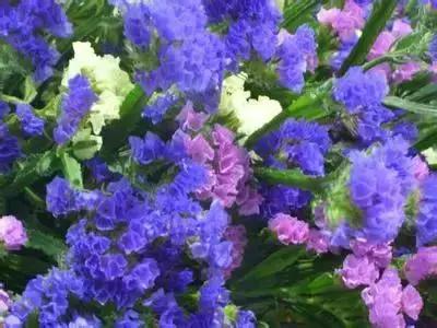 拍摄花的花语,100种摄影基础美学