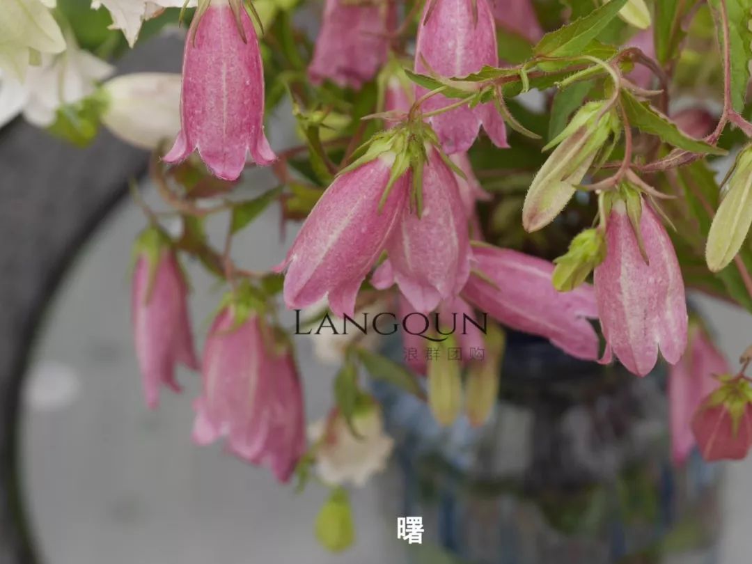 风铃草合适几月种,日本风铃耐寒温度是多少