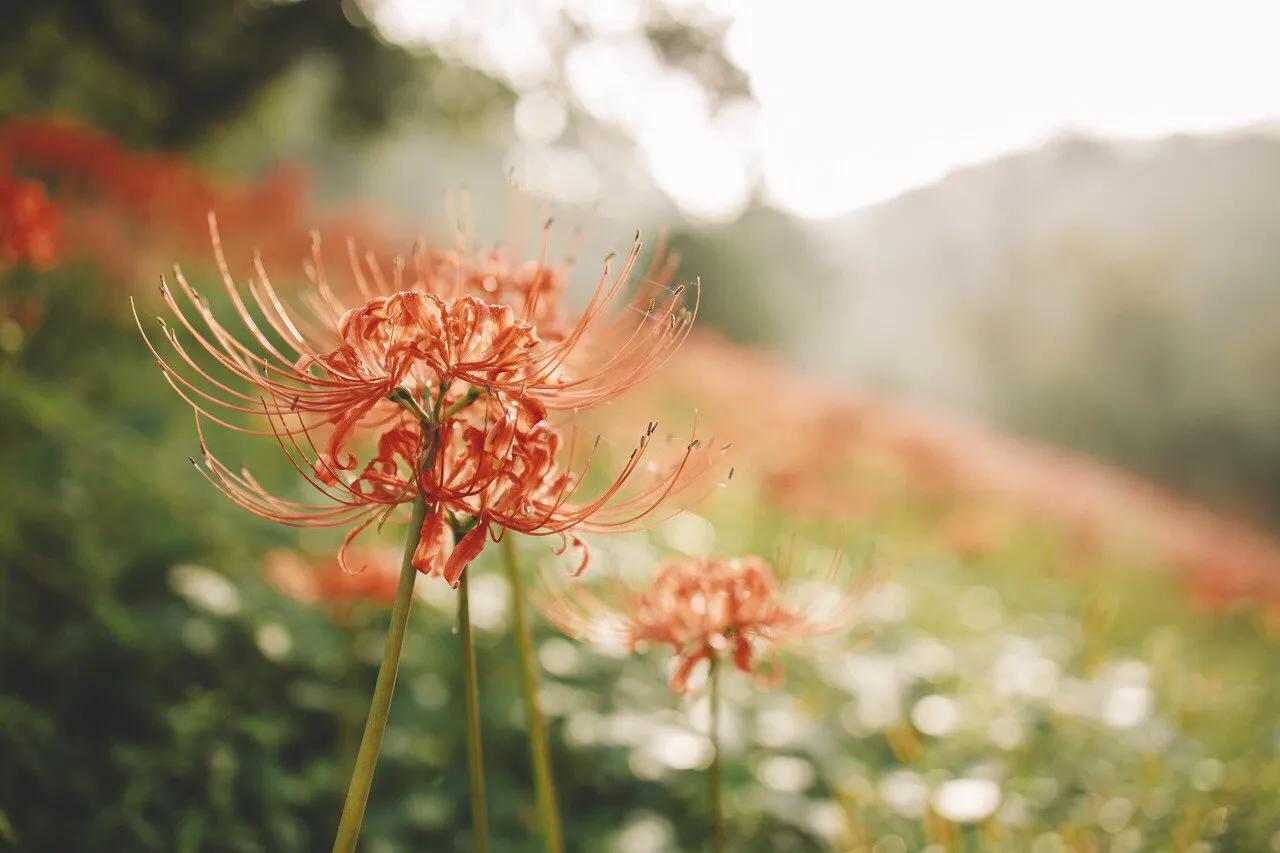 曼珠沙华花语,曼珠沙华花语英文