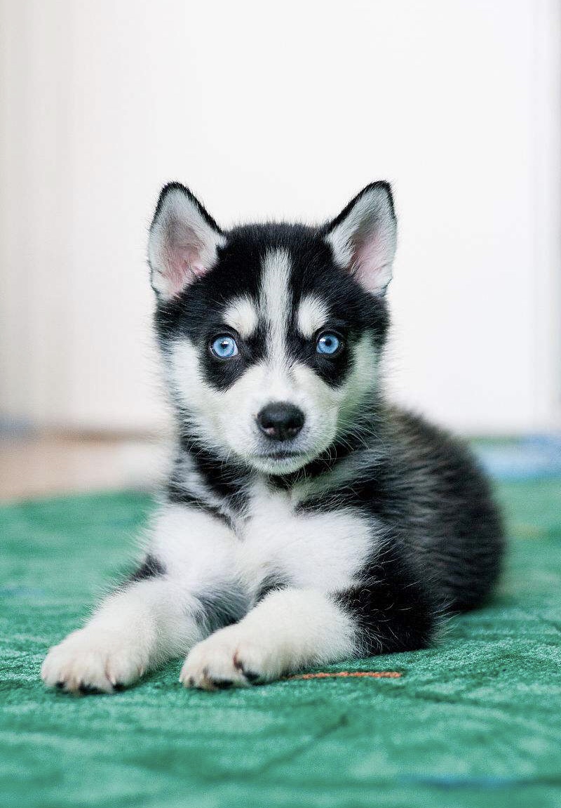 哈士奇俗称西伯利亚狼,哈士奇又叫雪橇狗