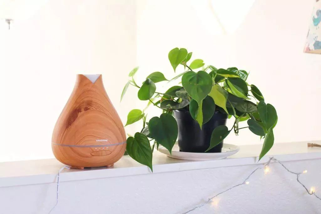 合适闷养的蕨类植物,彩色蕨类植物怎么养护