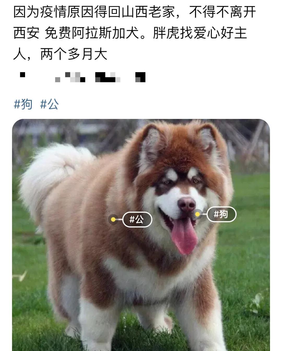 后浪闲鱼电商,后浪现在的直播