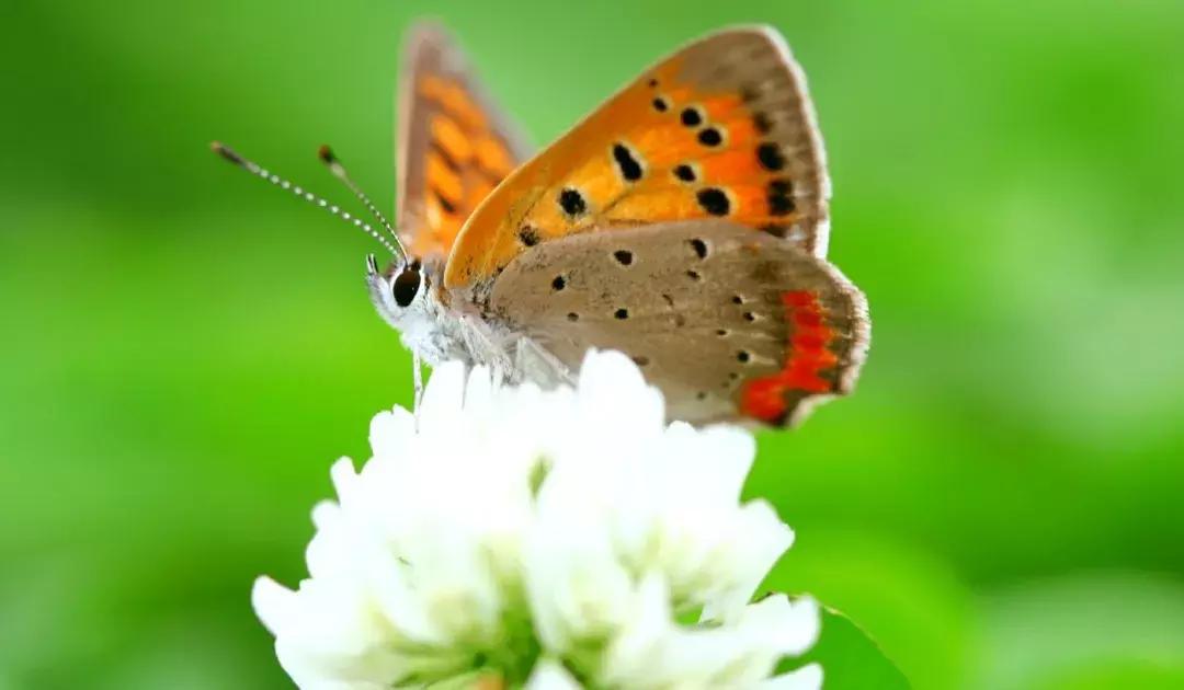 从国外带25盒药回国违法吗,从国外带药回国被扣要判多少年