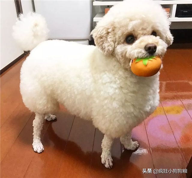 泰迪造型咩咩,泰迪可爱造型大全集