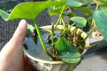 微型丰花碗莲有什么品种,微型碗莲合适种什么花