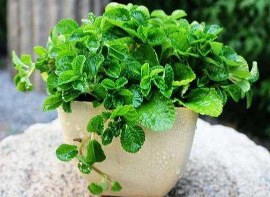 有效去除甲醛的是什么植物,除甲醛比较好的室内植物又好养活