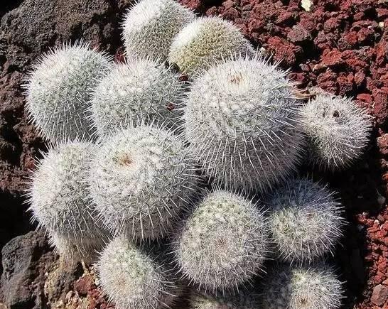 仙人掌介绍60多种独特的仙人掌,仙人掌开花的美图
