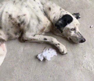 老年人斑点狗被遗弃,流浪狗被遗弃骨瘦如柴