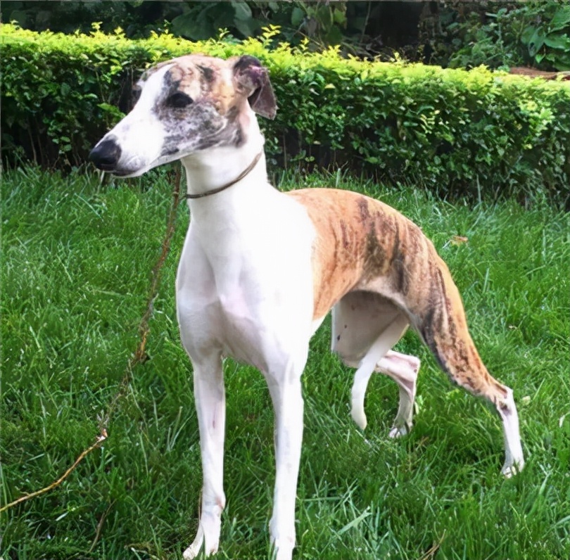 狗狗品种大全及介绍了解一下,狗狗品种怎么挑选最好看