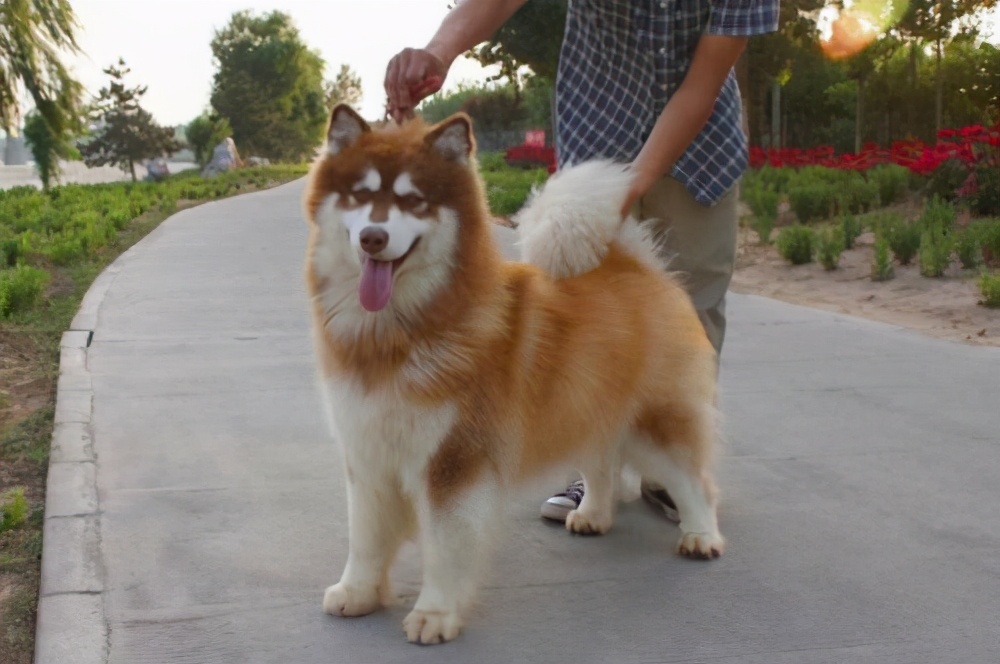 阿拉斯加犬多少钱一只幼犬,阿拉斯加犬多少钱一只好养吗