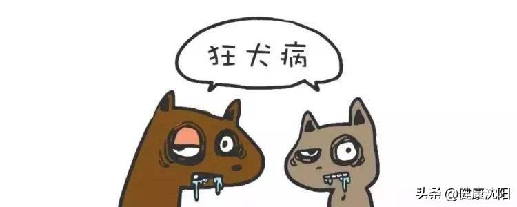 健康科普认识狂犬病了解狂犬病,行家健康科普狂犬病知识