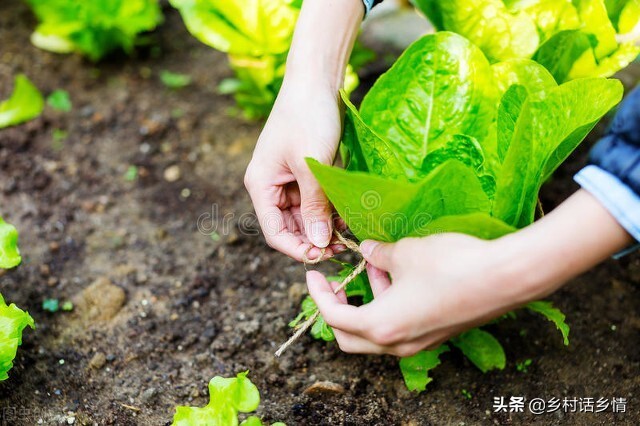给蔬菜喷上小苏打能够防治病虫害,蔬菜病虫害防治技术小苏打