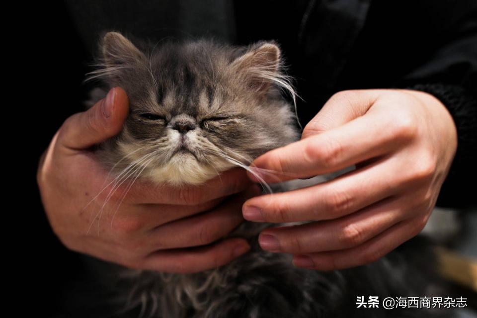 2020年最“吸金”行业：撸猫吸狗，成就千亿消费市场