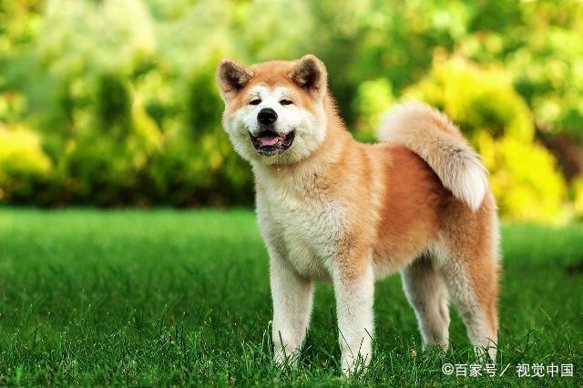 双鱼座狗狗性格特点,狗狗性格特点分析