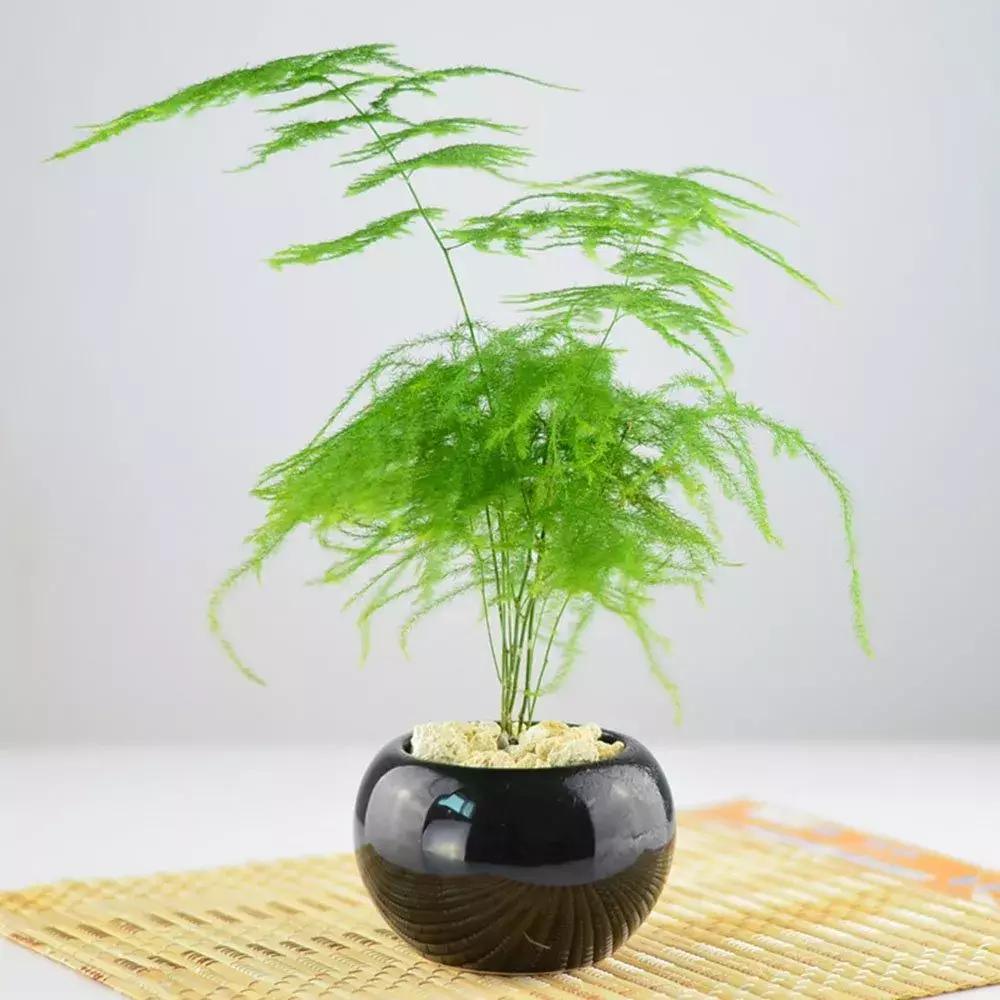 绿萝十大净化空气植物,好养合适新手净化空气的植物
