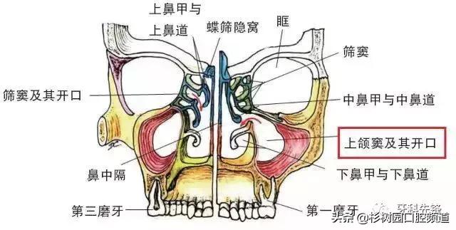 牙疼的味道没人能理解,牙疼的痛苦有谁能够体会