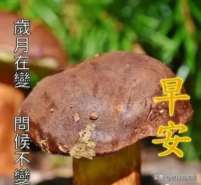 早安动态图片美好心情从早晨开始,合适早晨发的高情商短句早安图片