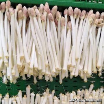 如何防止花生芽长白毛,现在花生白绢病怎么治