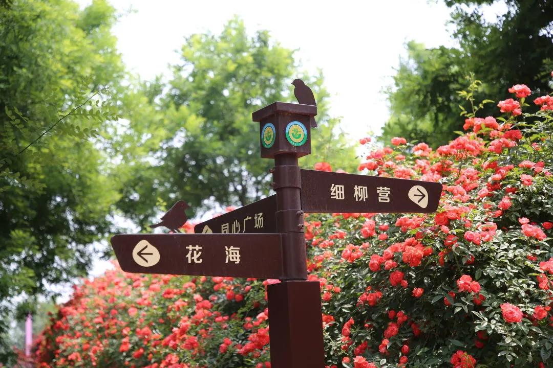 又刷屏了！高新这片花海，惊艳你的朋友圈！