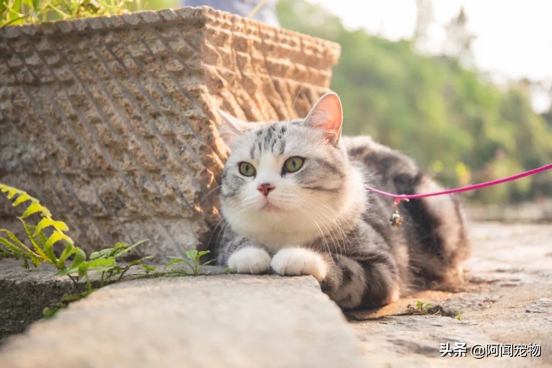 猫咪不洗澡也很干净,猫咪洗澡没冲干净有什么影响