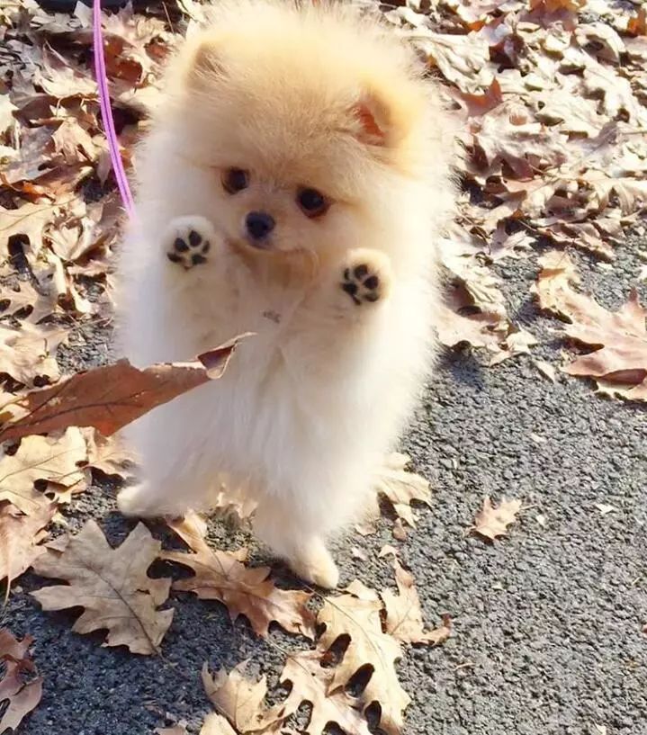 博美不想养了怎么办,博美要怎么教才听话