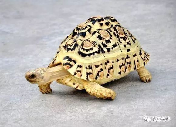 陆龟要怎么养才能够胆子大,陆龟长大了怎么养