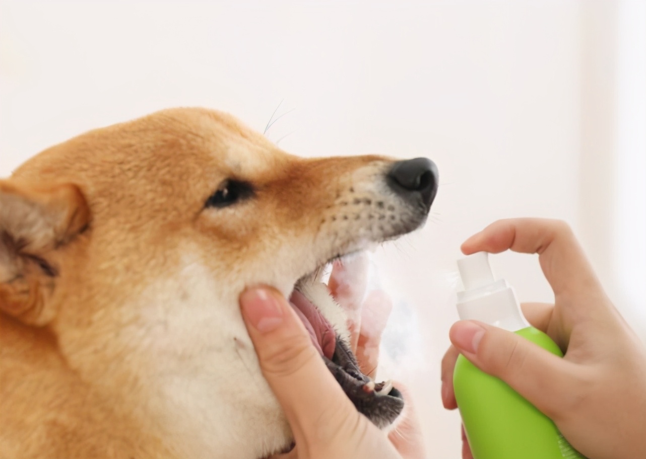狗狗口腔溃疡吃维生素c,狗狗口腔溃疡老疼得发抖