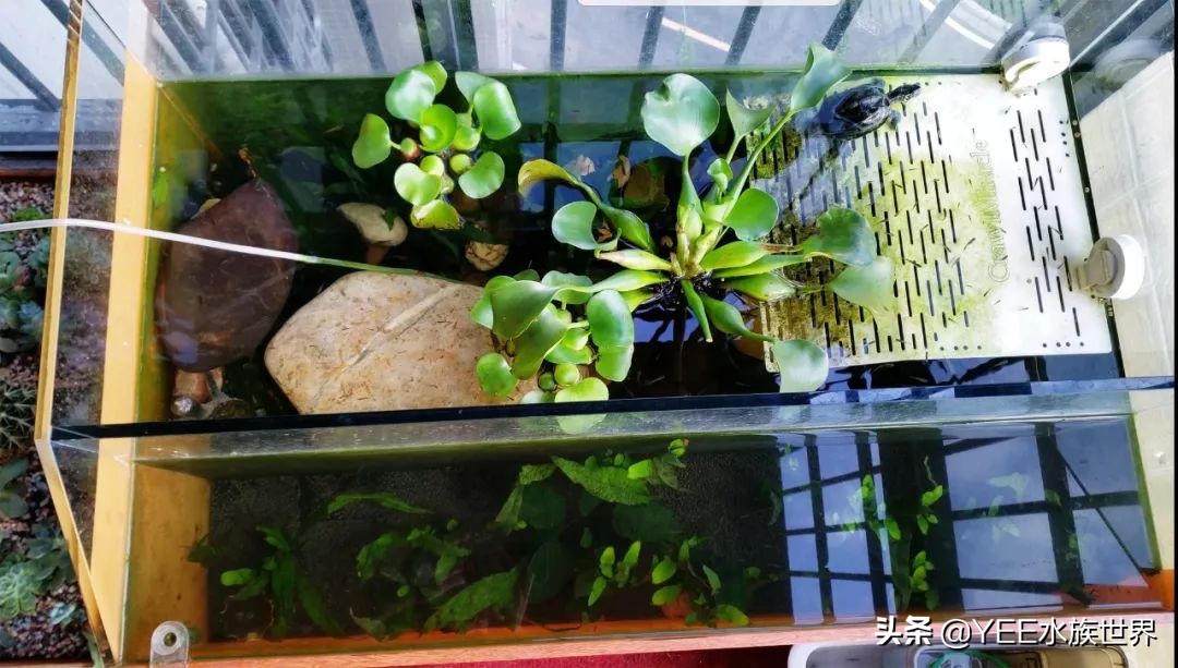 古法缸沼泽过滤植物推荐,沼泽过滤养鱼的制作方法